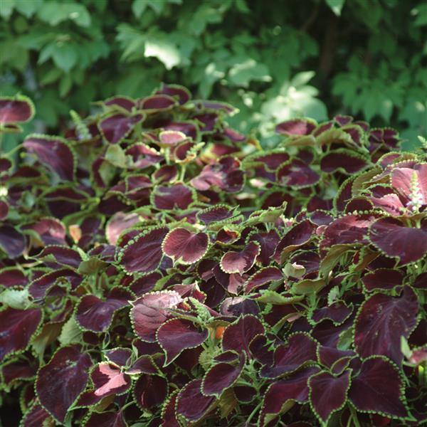 coleus chocolate mint plant