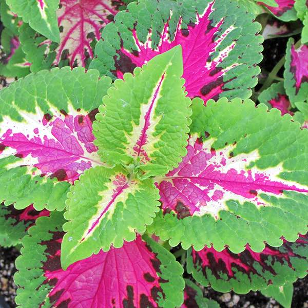 coleus wizard rose plant