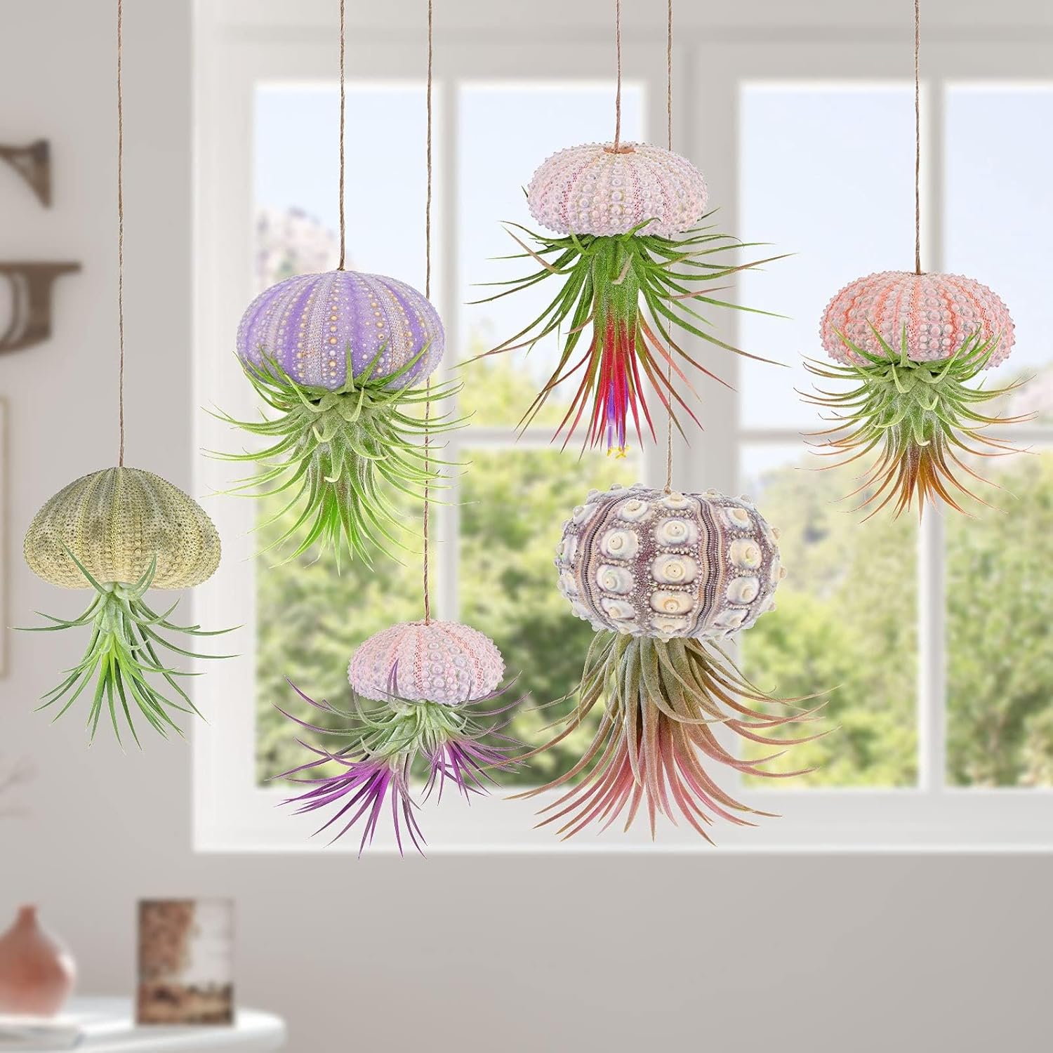 hanging Air Plants