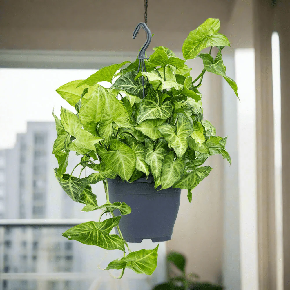 hanging Arrowhead Plant