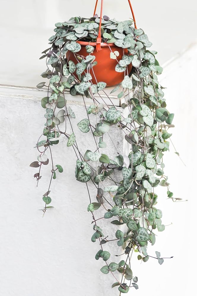 hanging String of Hearts plants