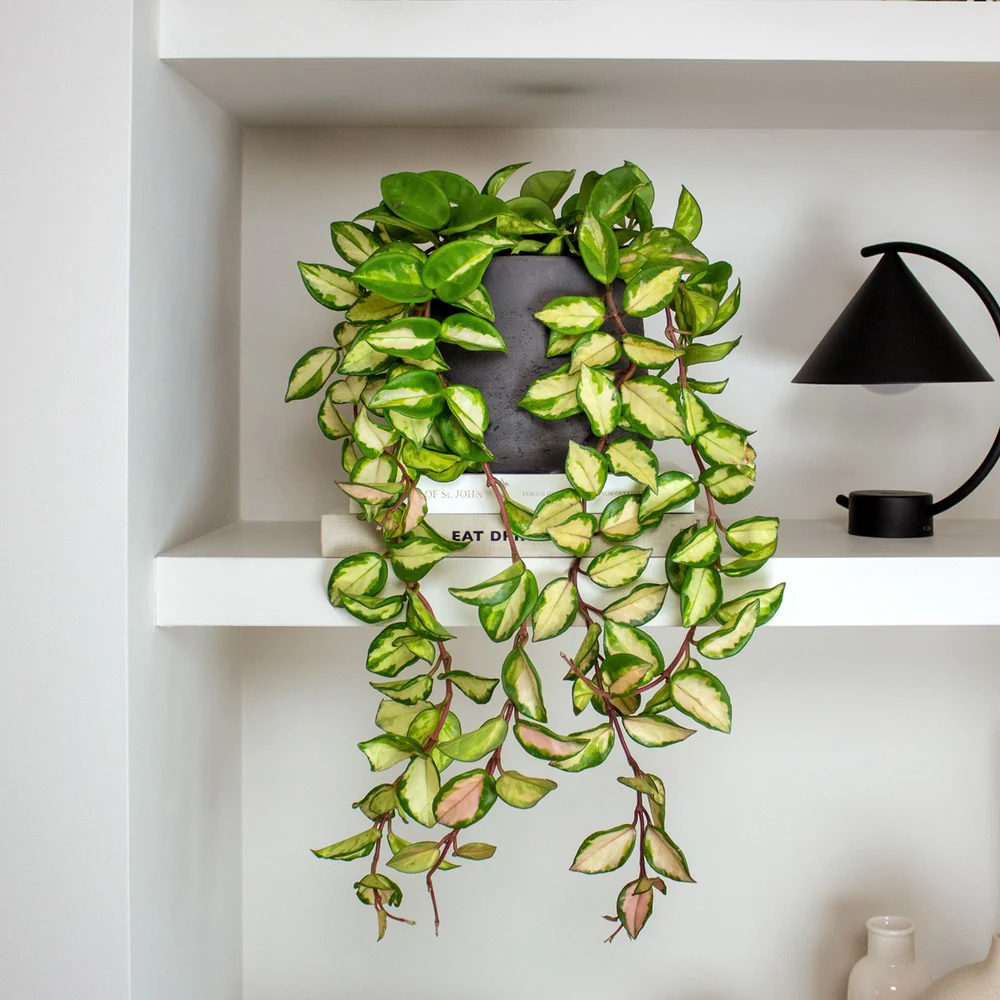 hanging hoya plant