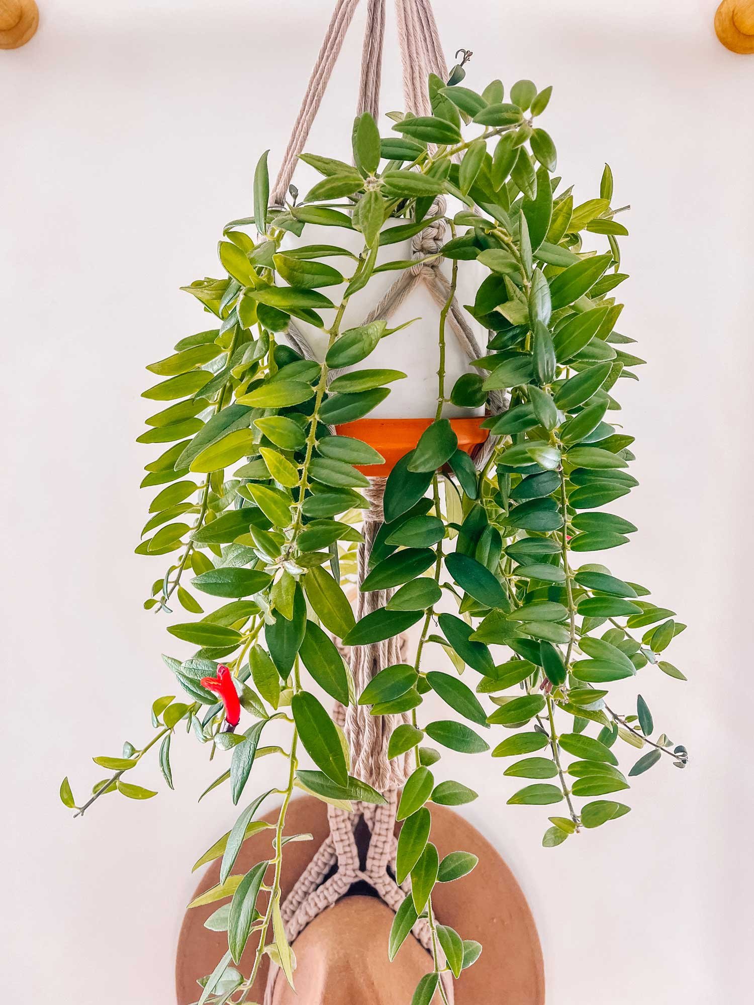 hanging lipstick plant