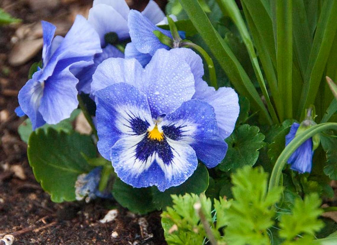 pansies and violas