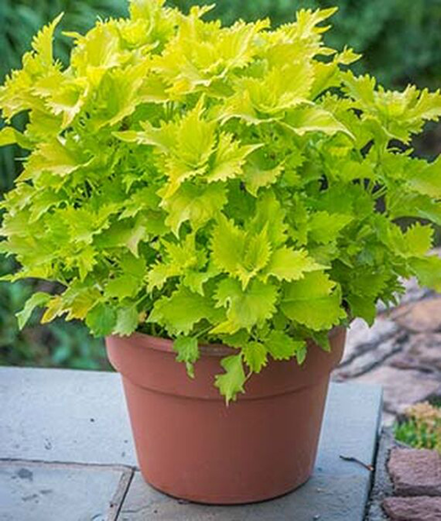 wasabi coleus plant