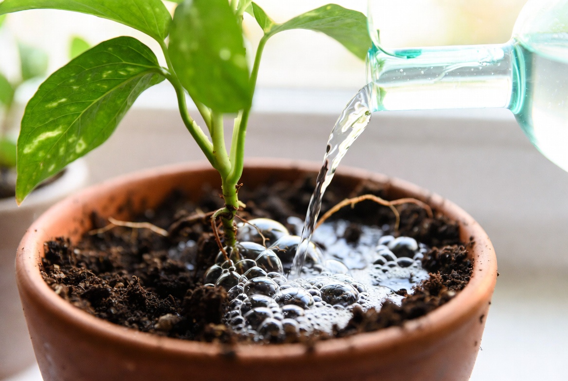 A photograph of an indoor plant care process with a houseplant in a pot, featuring a chemical reaction in soil.