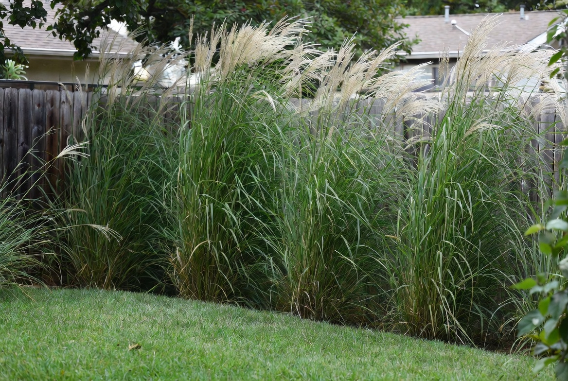 Create a Privacy Screen with Tall Grasses