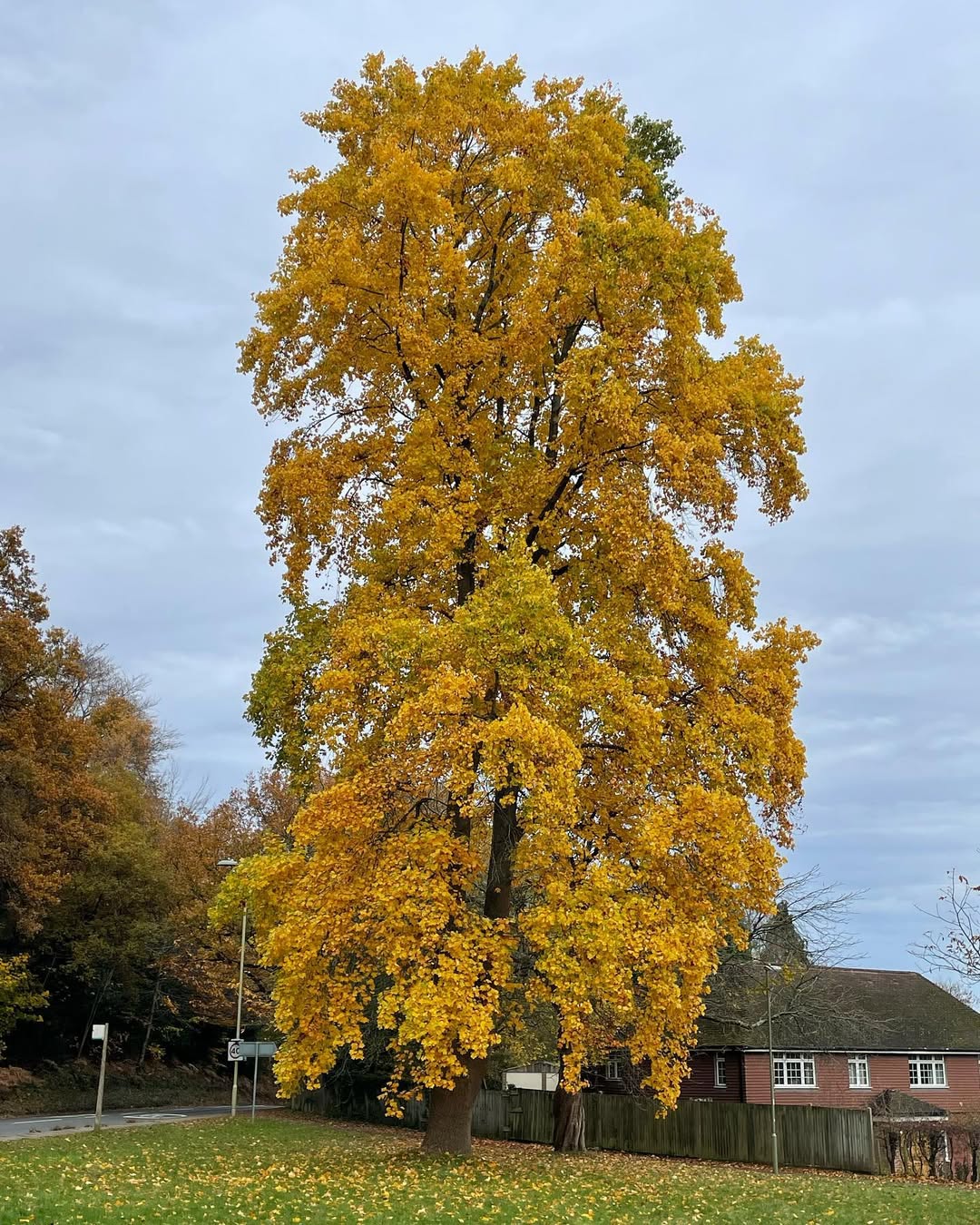 Tulip Poplar (Liriodendron tulipifera)