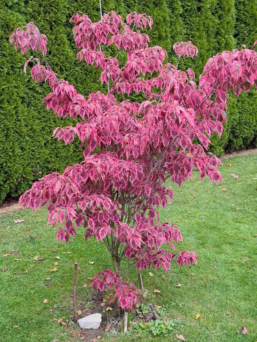 Flowering Dogwood (Cornus florida)