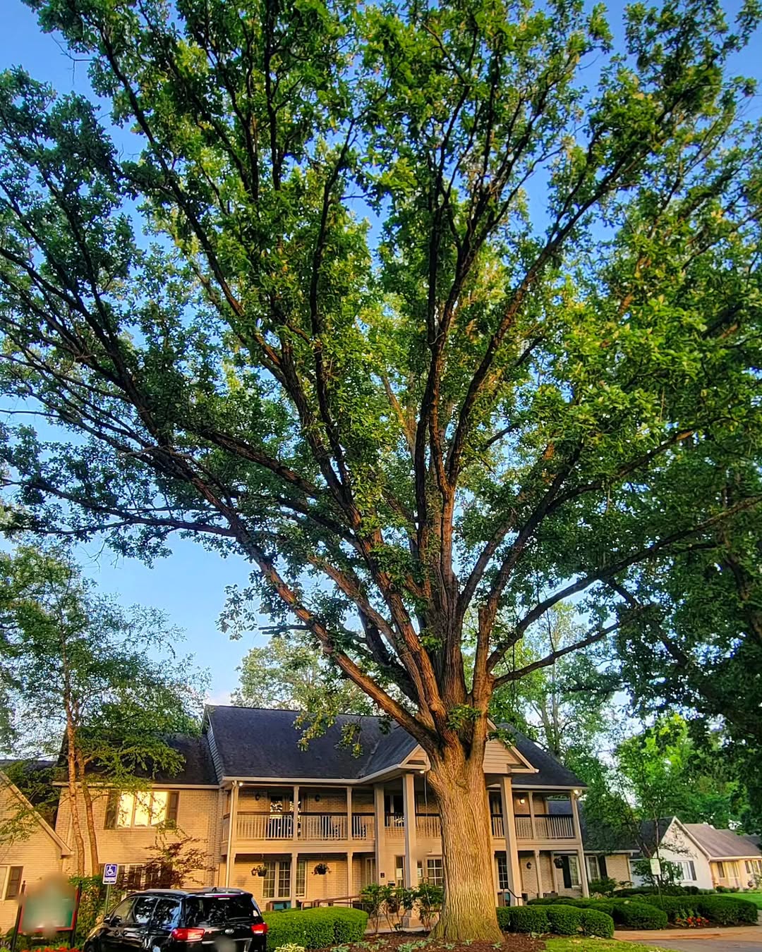 Bur Oak (Quercus macrocarpa)