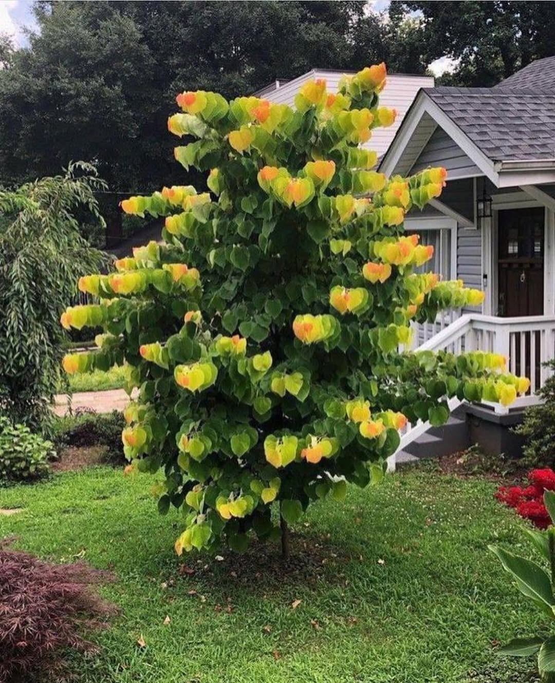 This plant is a Cercis canadensis commonly called the rising sun redbud tree 