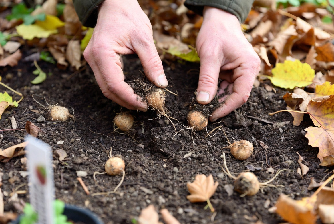 When to Plant Winter Aconite Tubers