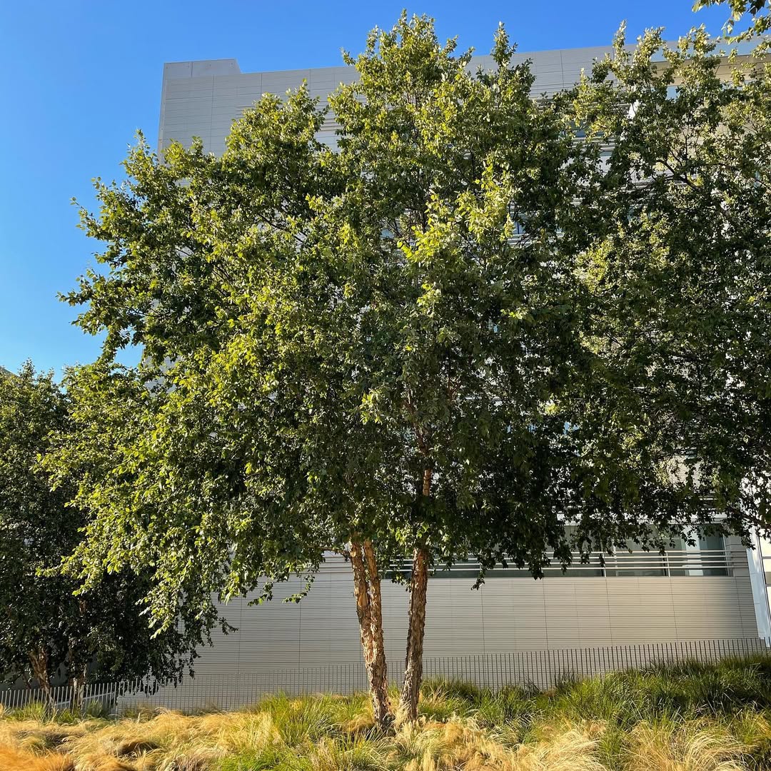 River Birch (Betula nigra)