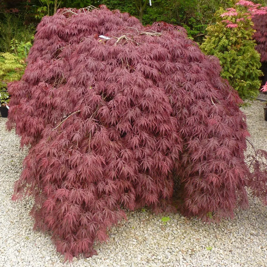 Japanese Maple (Acer palmatum)